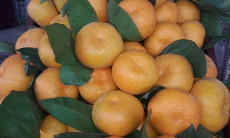 Цитрусові та овочі з Туреччини від постачальника - фото № 6