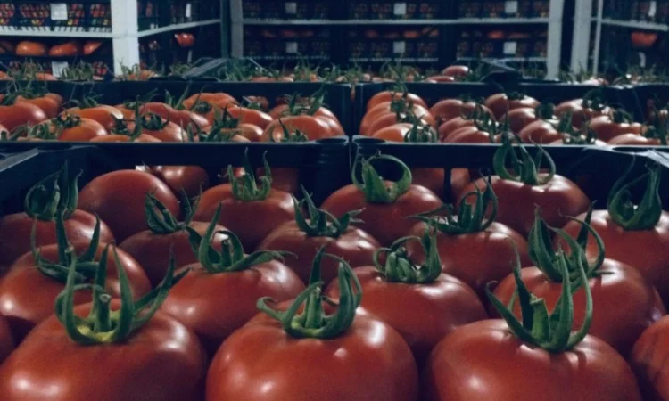 Цитрусові та овочі з Туреччини від постачальника - фото № 4