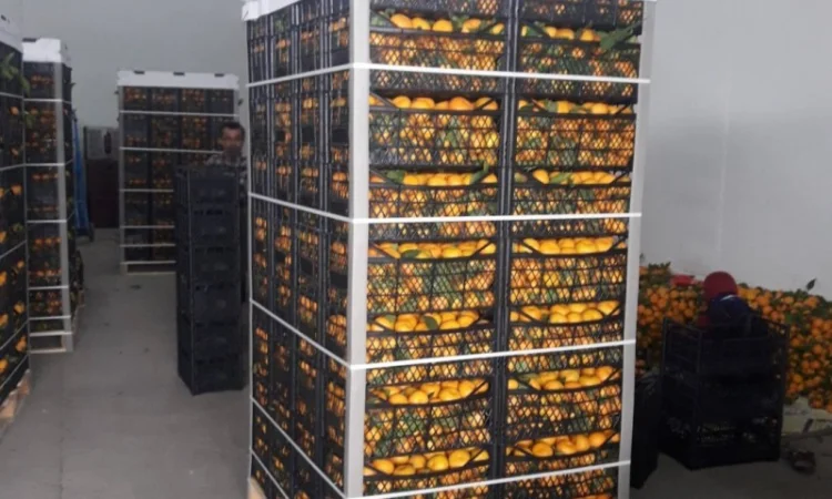 Цитрусові та овочі з Туреччини від постачальника - фото № 3