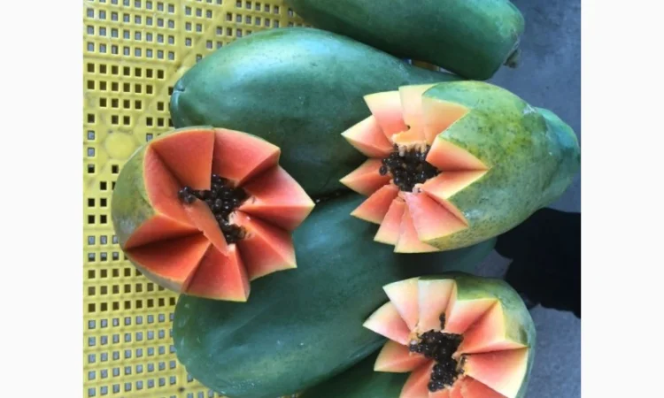 Продам бананы, ананасы и другую продукцию от поставщика с Коста Рики с 20 тонн - фото № 2