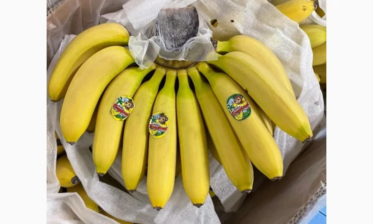 Продам бананы, ананасы и другую продукцию от поставщика с Коста Рики с 20 тонн - фото № 1