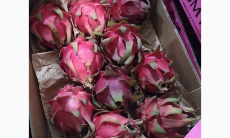 Продаются овощи и фрукты от поставщика от 5 тонн - фото № 20