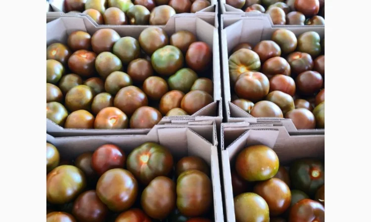 Продаются овощи и фрукты от поставщика от 5 тонн - фото № 19