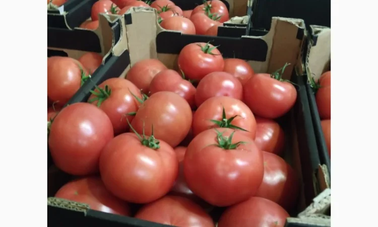 Продаются овощи и фрукты от поставщика от 5 тонн - фото № 18