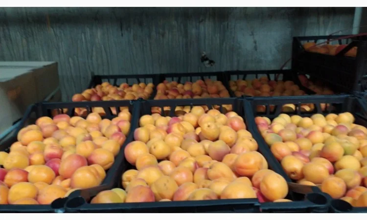 Продаются овощи и фрукты от поставщика от 5 тонн - фото № 16