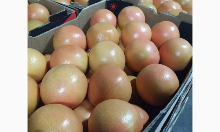 Продаются овощи и фрукты от поставщика от 5 тонн - фото № 11