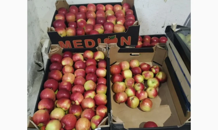 Продаются овощи и фрукты от поставщика от 5 тонн - фото № 7