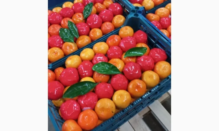 Срочно продам апельсіни, мандарини та лимони від постачальника - фото № 2