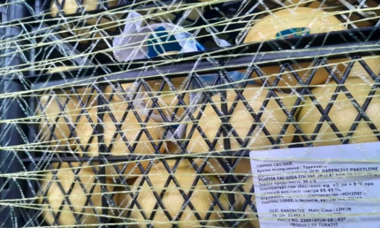 Срочно продам апельсіни, мандарини та лимони від постачальника - фото № 5