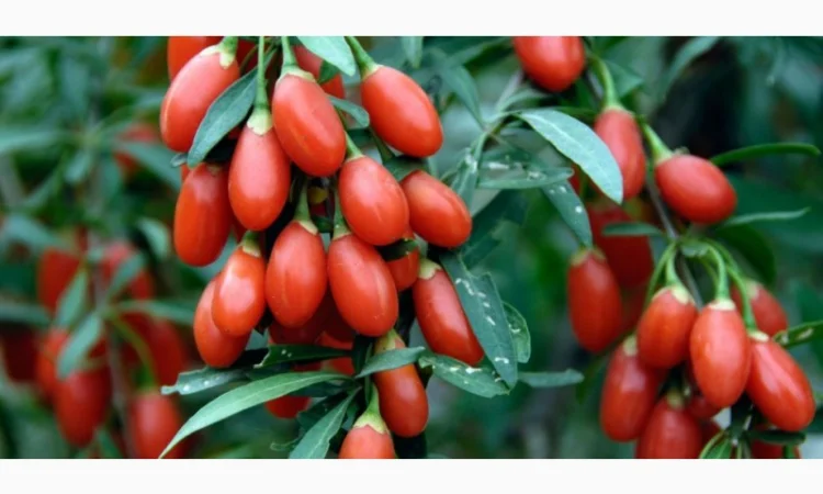 Ягода Годжи - фото № 1