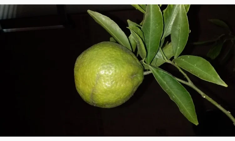 Цитрусові – великий вибір на продаж - фото № 5