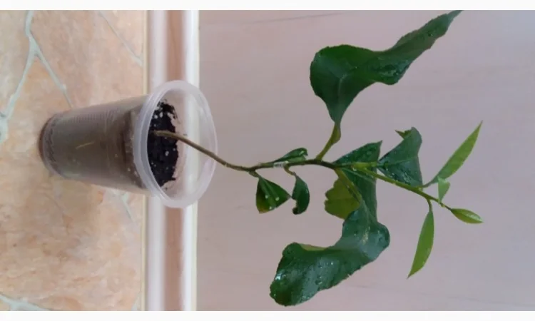 Цитрусові – великий вибір на продаж - фото № 6