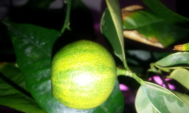 Цитрусові – великий вибір на продаж - фото № 7