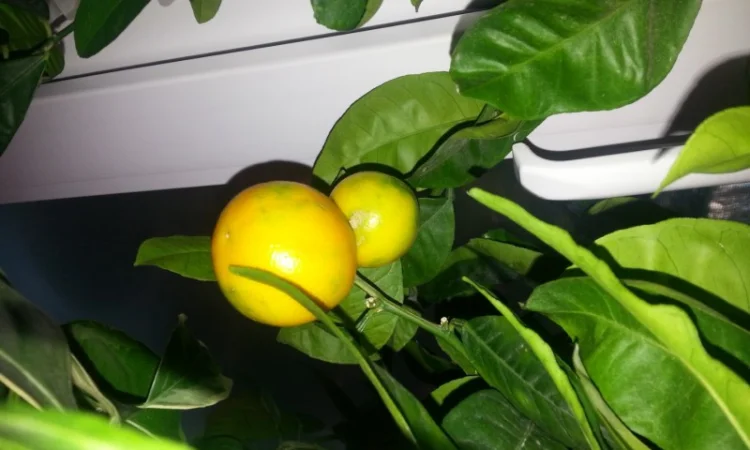 Цитрусові – великий вибір на продаж - фото № 1