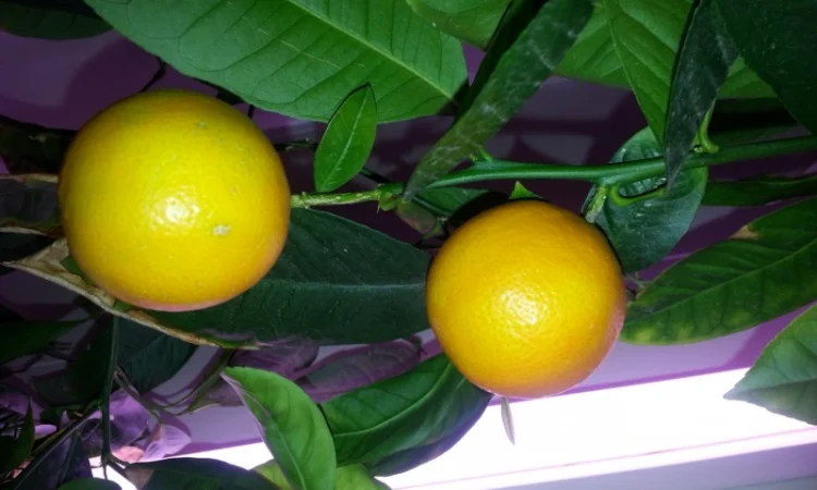 Цитрусові – великий вибір на продаж - фото № 2