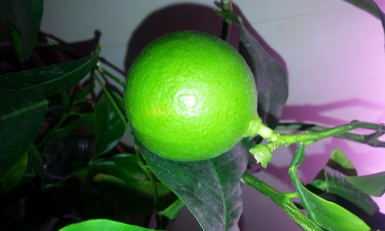 Цитрусові – великий вибір на продаж - фото № 3