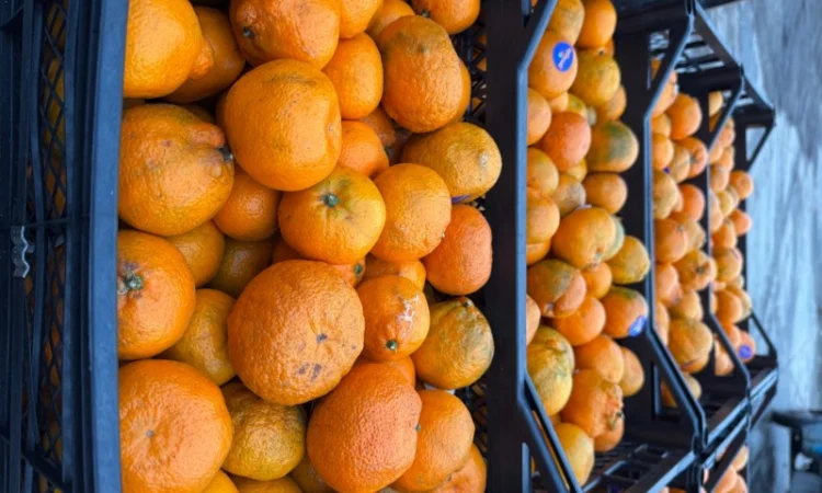 Продам грузинские мандарины и лимоны, Опт, Крупный и мелкий - фото № 3