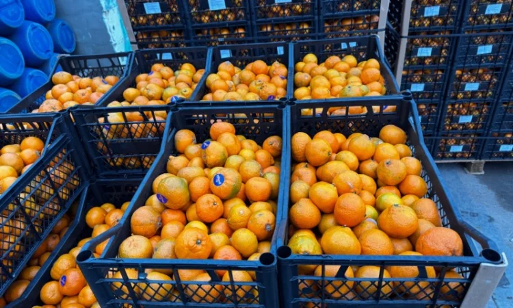 Продам грузинские мандарины и лимоны, Опт, Крупный и мелкий - фото № 4