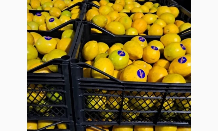 Продам грузинские мандарины и лимоны, Опт, Крупный и мелкий - фото № 5
