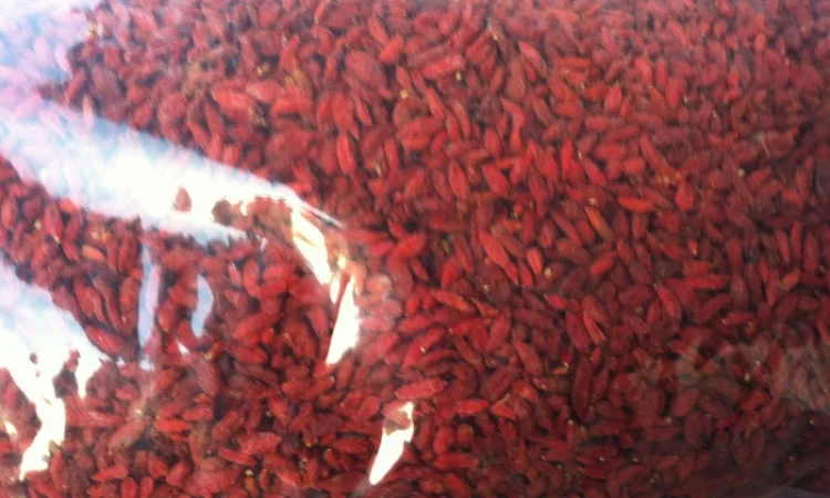 500 Ягоди годжі (Ягоды Годжи) опт и розница - фото № 4