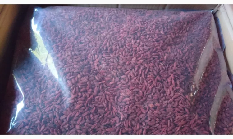 500 Ягоди годжі (Ягоды Годжи) опт и розница - фото № 1