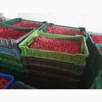 Купую ягоди малини та інших фруктів - фото № 1