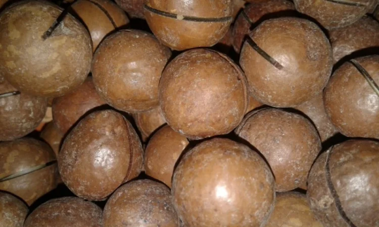 Орехи: бразильский, макадамия, фундук, пекан миндаль, кешью, фисташки, Ассортимент орехов - фото № 3