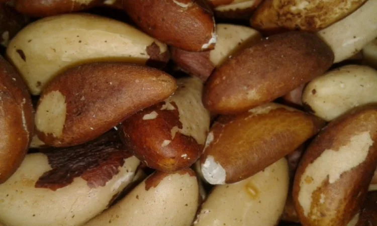 Орехи: бразильский, макадамия, фундук, пекан миндаль, кешью, фисташки, Ассортимент орехов - фото № 5