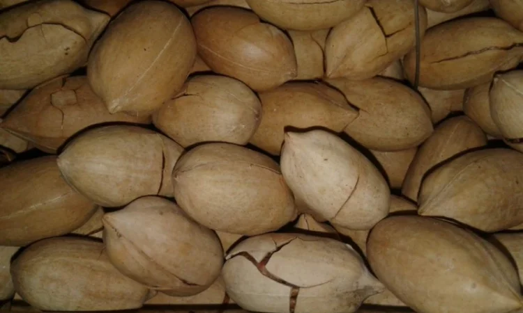 Орехи: грецкий, бразильский, макадамия, фундук, пекан, миндаль, кешью, фисташки от 1 кг - фото № 4