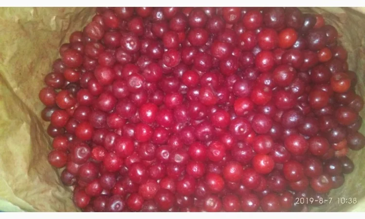 Пропонується заморожена чорниця та журавлина - фото № 2