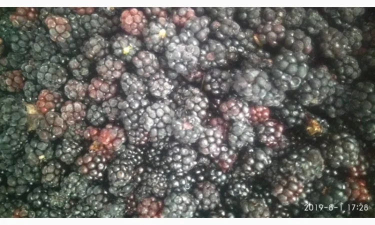 Продам малину, ежевику замороженную - фото № 1