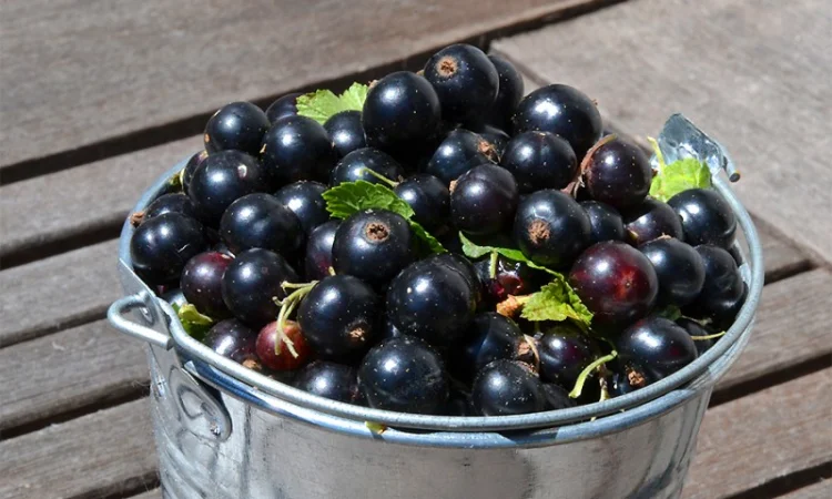 Куплю малину на переработку - фото № 2