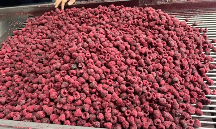 Продам заморожену продукцію: Малину, шиповнік, бузина, ожина - фото № 1