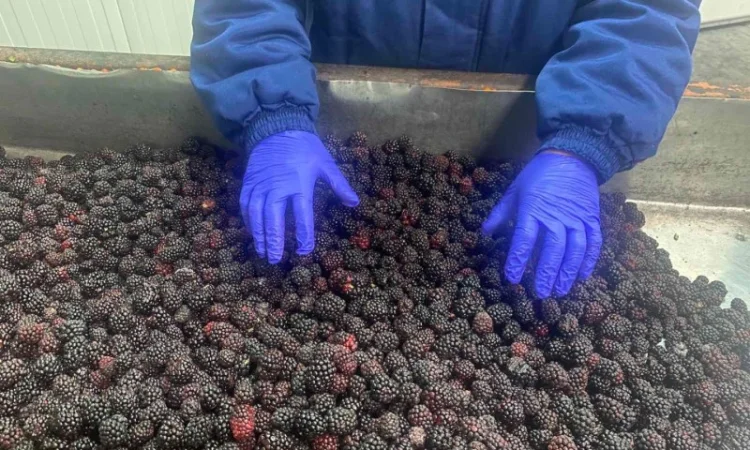 Продам заморожену продукцію: Малину, шиповнік, бузина, ожина - фото № 8