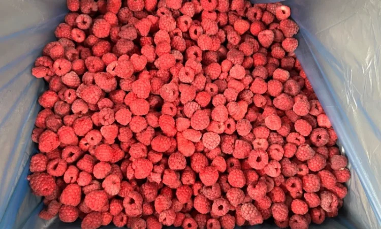 Продам заморожену продукцію: Малину, шиповнік, бузина, ожина - фото № 20