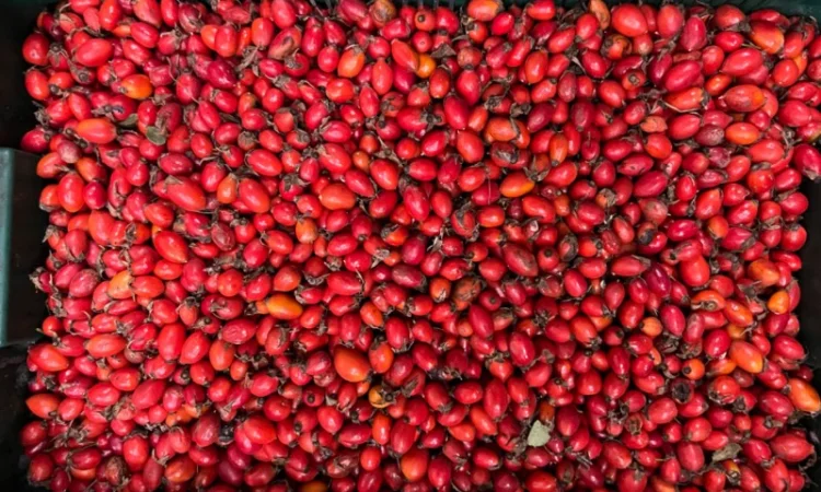 Продам заморожену продукцію: Малину, шиповнік, бузина, ожина - фото № 3