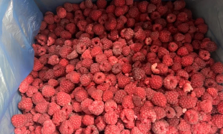 Продам заморожену продукцію: Малину, шиповнік, бузина, ожина - фото № 19