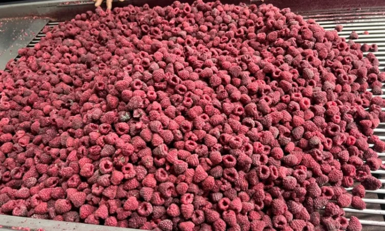 Продам заморожену продукцію: Малину, шиповнік, бузина, ожина - фото № 18