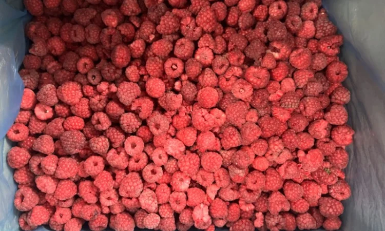 Продам заморожену продукцію: Малину, шиповнік, бузина, ожина - фото № 16