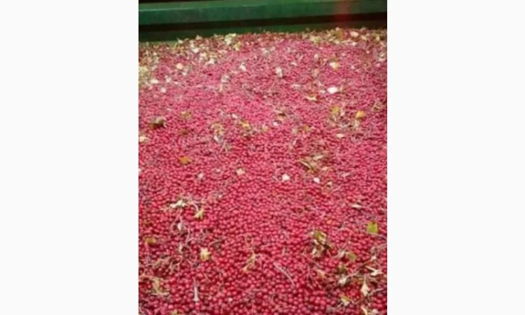 Закупаем по Украине сухие плоды боярышника, рябины, шиповник - фото № 1