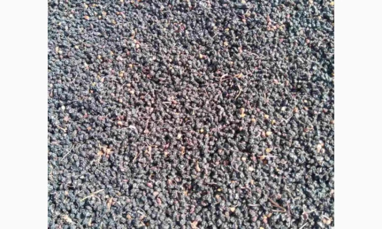 Закупаем Сухую ягоду бузины, красную рябину, шиповник.Самовывоз - фото № 1