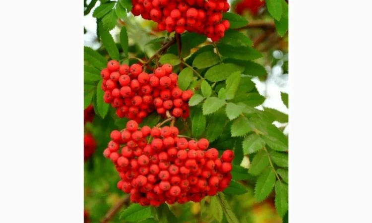 Закупаем Сухую ягоду бузины, красную рябину, шиповник.Самовывоз - фото № 2