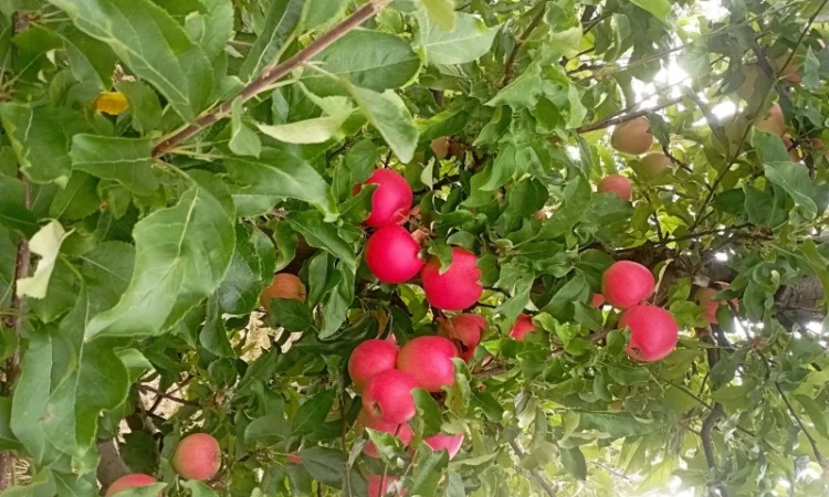 Продам яблука і груші - фото № 1