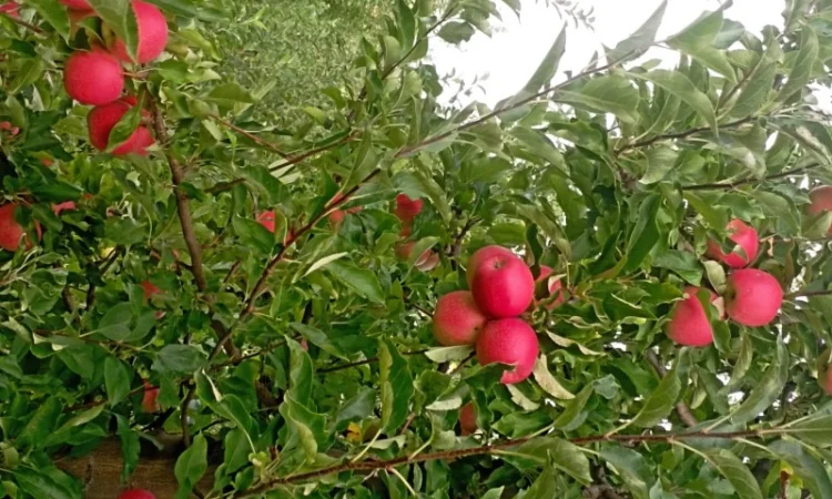 Продам яблука і груші - фото № 2