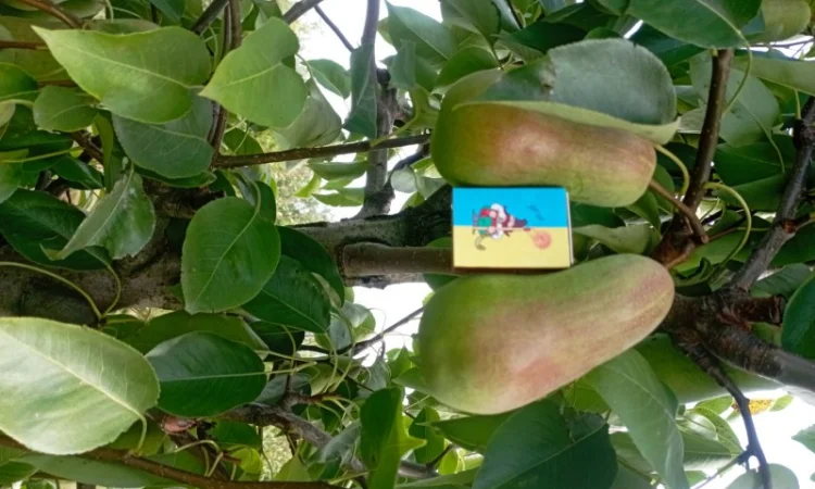 Продам яблука і груші - фото № 3