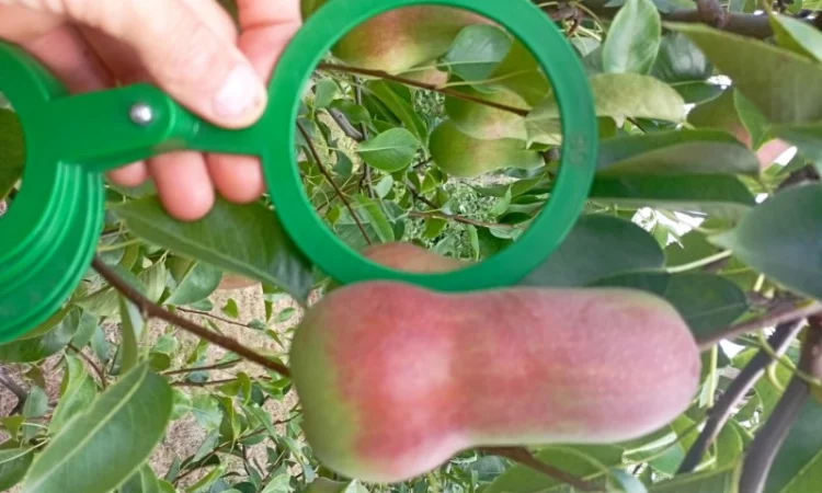 Продам яблука і груші - фото № 4