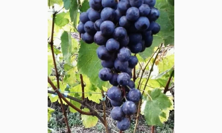 Куплю Ваши ягоды (винограда, вишни, смородины, и т.д) - фото № 2