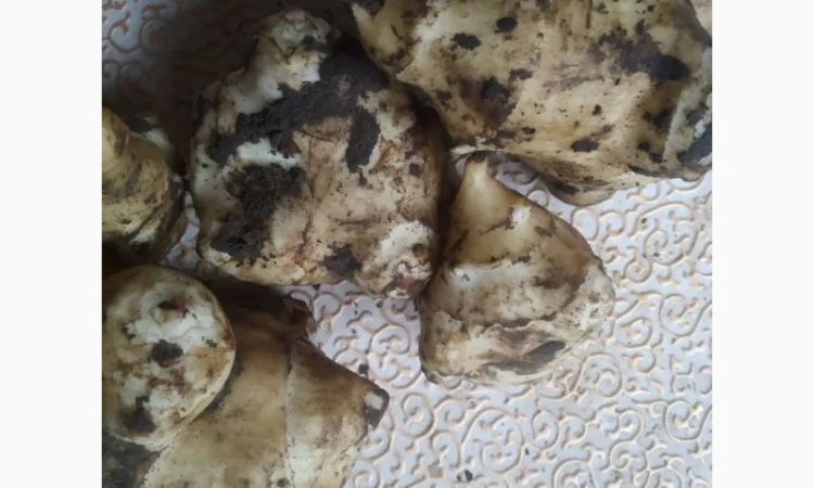 Топінамбур земляна груша - фото № 1