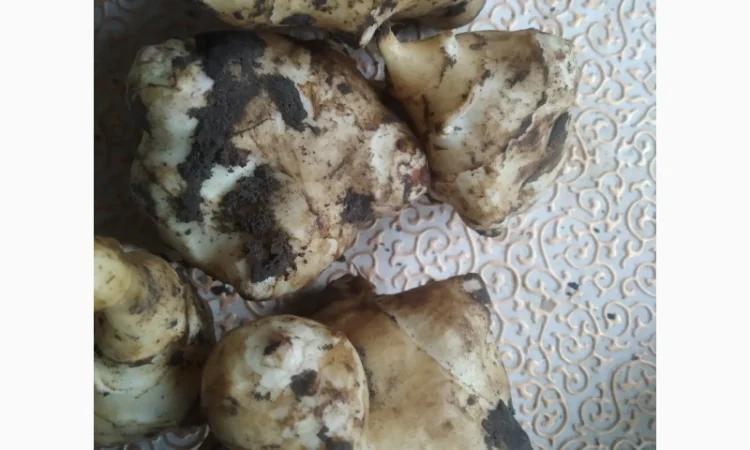 Топінамбур земляна груша - фото № 2