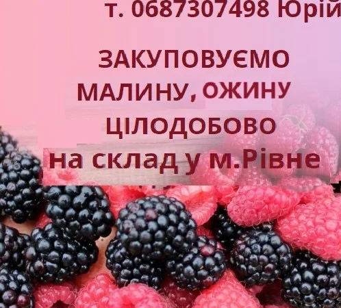 Закуповуємо ожину, малину - фото № 1